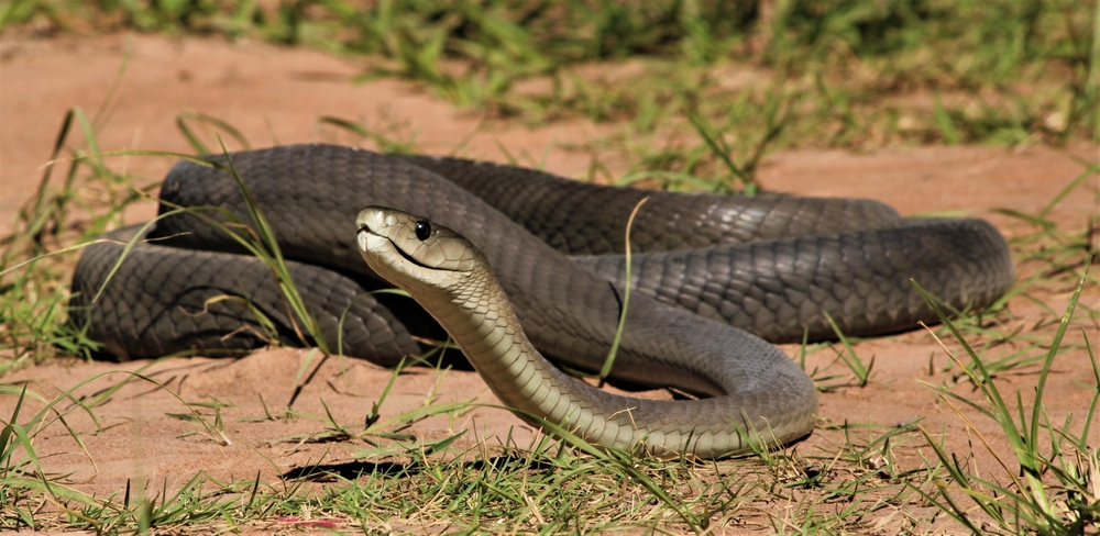 Pi vicini ad antidoto universale contro il veleno dei serpenti